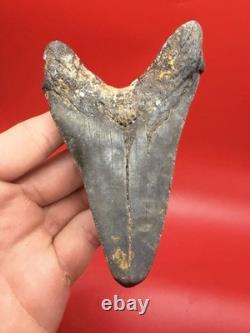 Wicked Lower Megalodon Tootj Authentic Shark Tooth Fossil 4.68 All Natural