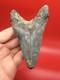 Wicked Lower Megalodon Tootj Authentic Shark Tooth Fossil 4.68 All Natural