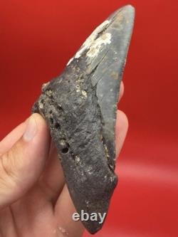 Wicked Lower Megalodon Tootj Authentic Shark Tooth Fossil 4.68 All Natural