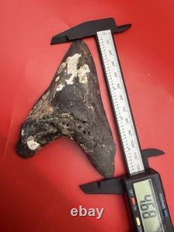 Wicked Lower Megalodon Tootj Authentic Shark Tooth Fossil 4.68 All Natural