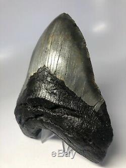 Wide 6.15 Huge Megalodon Fossil Shark Tooth Rare Real 3597