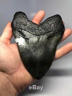 Wide 6.15 Huge Megalodon Fossil Shark Tooth Rare Real 3597