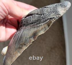 Wide Serrated GEORGIA River 5.06 Megalodon Shark Tooth Fossil, NO RESTORATION