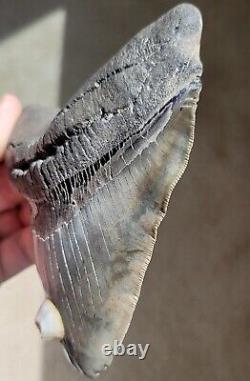 Wide Serrated GEORGIA River 5.06 Megalodon Shark Tooth Fossil, NO RESTORATION