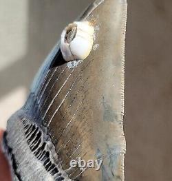 Wide Serrated GEORGIA River 5.06 Megalodon Shark Tooth Fossil, NO RESTORATION