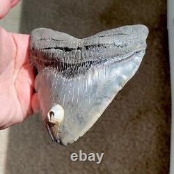 Wide Serrated GEORGIA River 5.06 Megalodon Shark Tooth Fossil, NO RESTORATION