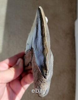 Wide Serrated GEORGIA River 5.06 Megalodon Shark Tooth Fossil, NO RESTORATION