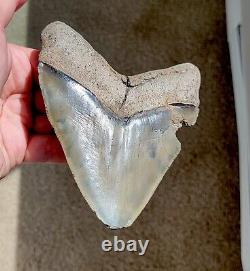 Wide Serrated GEORGIA River 5.06 Megalodon Shark Tooth Fossil, NO RESTORATION