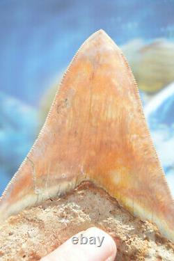 WoWzErS. NICE BIG! 5.35 MEGALODON SHARK TOOTH, KILLER BEAST #152