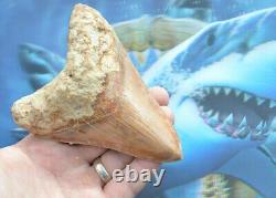 WoWzErS. NICE BIG! 5.35 MEGALODON SHARK TOOTH, KILLER BEAST #152