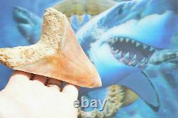 WoWzErS. NICE BIG! 5.35 MEGALODON SHARK TOOTH, KILLER BEAST #152