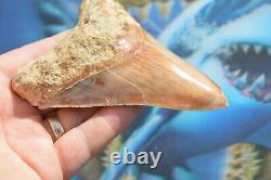 WoWzErS. NICE BIG! 5.35 MEGALODON SHARK TOOTH, KILLER BEAST #152