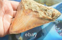 WoWzErS. NICE BIG! 5.35 MEGALODON SHARK TOOTH, KILLER BEAST #152