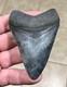 Wonderfully Unique Marbled Sweetheart S. W. Fl. Megalodon Sharktooth Fossil