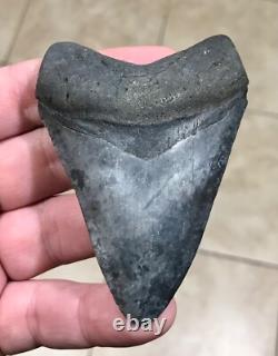 Wonderfully Unique Marbled Sweetheart S. W. Fl. Megalodon Sharktooth Fossil