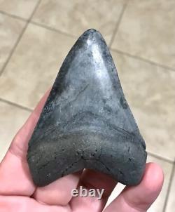 Wonderfully Unique Marbled Sweetheart S. W. Fl. Megalodon Sharktooth Fossil