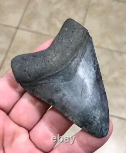 Wonderfully Unique Marbled Sweetheart S. W. Fl. Megalodon Sharktooth Fossil