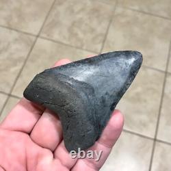 Wonderfully Unique Marbled Sweetheart S. W. Fl. Megalodon Sharktooth Fossil