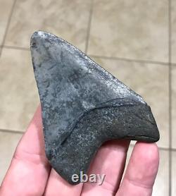 Wonderfully Unique Marbled Sweetheart S. W. Fl. Megalodon Sharktooth Fossil