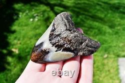 Wooden Antique Looking Megalodon Fossil Shark Tooth