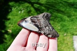 Wooden Antique Looking Megalodon Fossil Shark Tooth