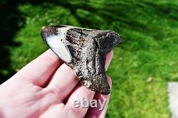 Wooden Antique Looking Megalodon Fossil Shark Tooth