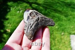 Wooden Antique Looking Megalodon Fossil Shark Tooth