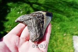 Wooden Antique Looking Megalodon Fossil Shark Tooth