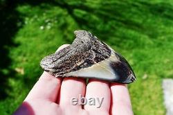 Wooden Antique Looking Megalodon Fossil Shark Tooth