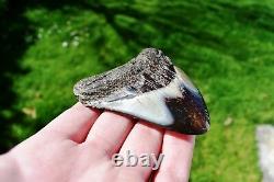 Wooden Antique Looking Megalodon Fossil Shark Tooth