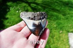 Wooden Antique Looking Megalodon Fossil Shark Tooth