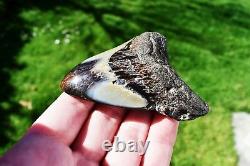 Wooden Antique Looking Megalodon Fossil Shark Tooth