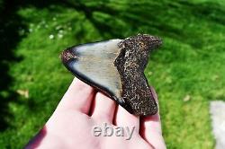 Wooden Antique Looking Megalodon Fossil Shark Tooth