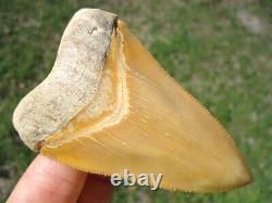 World Class 3.37 Bone Valley Megalodon Shark Tooth Florida Fossils Sharks Teeth