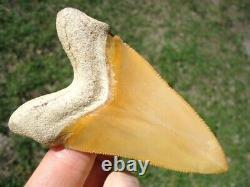 World Class 3.37 Bone Valley Megalodon Shark Tooth Florida Fossils Sharks Teeth