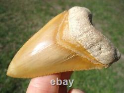 World Class 3.37 Bone Valley Megalodon Shark Tooth Florida Fossils Sharks Teeth