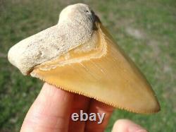 World Class 3.37 Bone Valley Megalodon Shark Tooth Florida Fossils Sharks Teeth