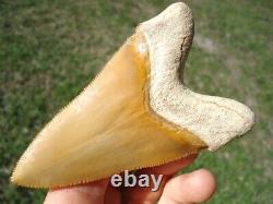 World Class 3.37 Bone Valley Megalodon Shark Tooth Florida Fossils Sharks Teeth