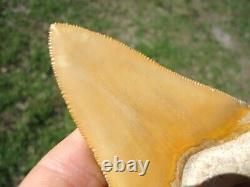 World Class 3.37 Bone Valley Megalodon Shark Tooth Florida Fossils Sharks Teeth