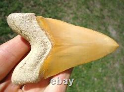 World Class 3.37 Bone Valley Megalodon Shark Tooth Florida Fossils Sharks Teeth