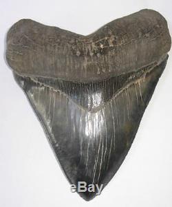 World Class 6.72 Fossil Megalodon Tooth No Repair Or Restoration! Best On Ebay