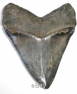 World Class 6.72 Fossil Megalodon Tooth No Repair Or Restoration! Best On Ebay