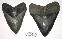 World Class 6.72 Fossil Megalodon Tooth No Repair Or Restoration! Best On Ebay