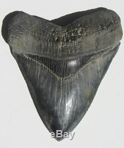 World Class 6.72 Fossil Megalodon Tooth No Repair Or Restoration! Best On Ebay