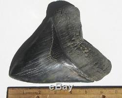 World Class 6.72 Fossil Megalodon Tooth No Repair Or Restoration! Best On Ebay