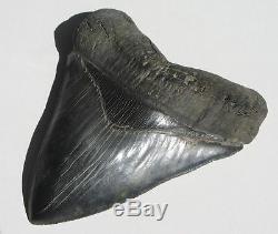 World Class 6.72 Fossil Megalodon Tooth No Repair Or Restoration! Best On Ebay