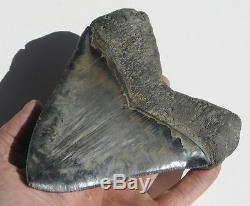 World Class 6.72 Fossil Megalodon Tooth No Repair Or Restoration! Best On Ebay