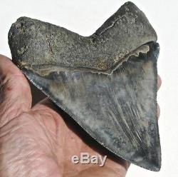 World Class 6.72 Fossil Megalodon Tooth No Repair Or Restoration! Best On Ebay