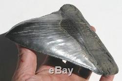 World Class 6.72 Fossil Megalodon Tooth No Repair Or Restoration! Best On Ebay