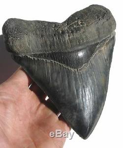 World Class 6.72 Fossil Megalodon Tooth No Repair Or Restoration! Best On Ebay